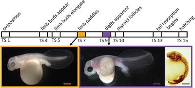 Evolutionary Conservation of Thyroid Hormone Receptor and Deiodinase Expression Dynamics in ovo in a Direct-Developing Frog, Eleutherodactylus coqui